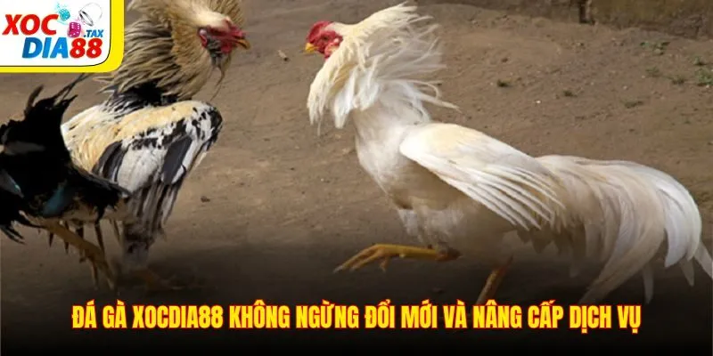 Đá gà Xocdia88 không ngừng đổi mới và nâng cấp dịch vụ