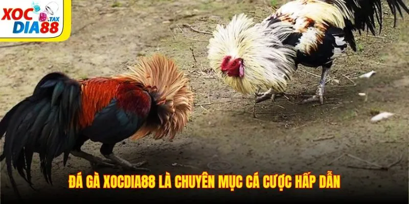 Đá gà Xocdia88 là chuyên mục cá cược hấp dẫn