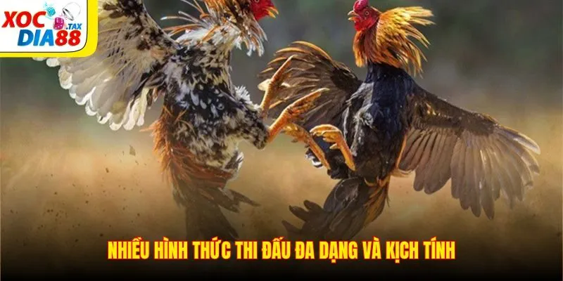 Nhiều hình thức thi đấu đa dạng và kịch tính